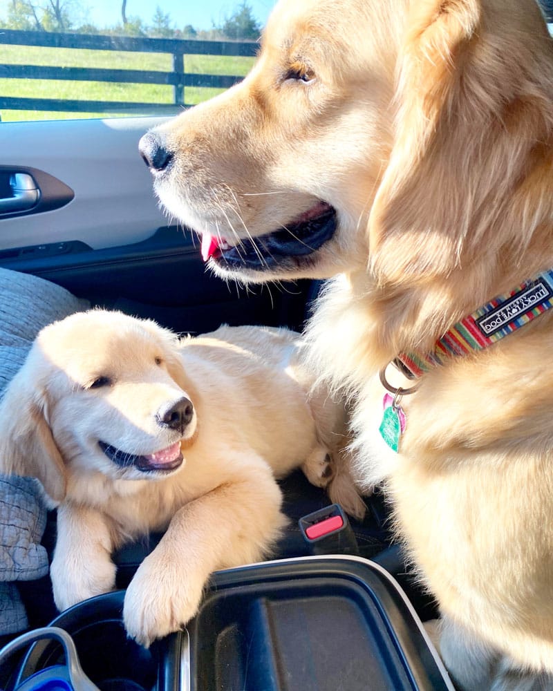 Bella and Winstron